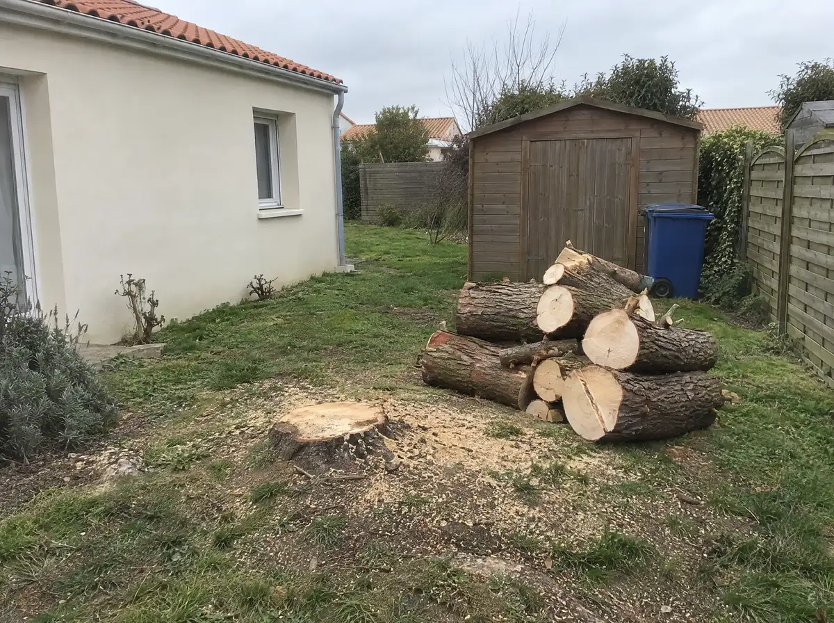 Après : arbre abattu, bûches empilées