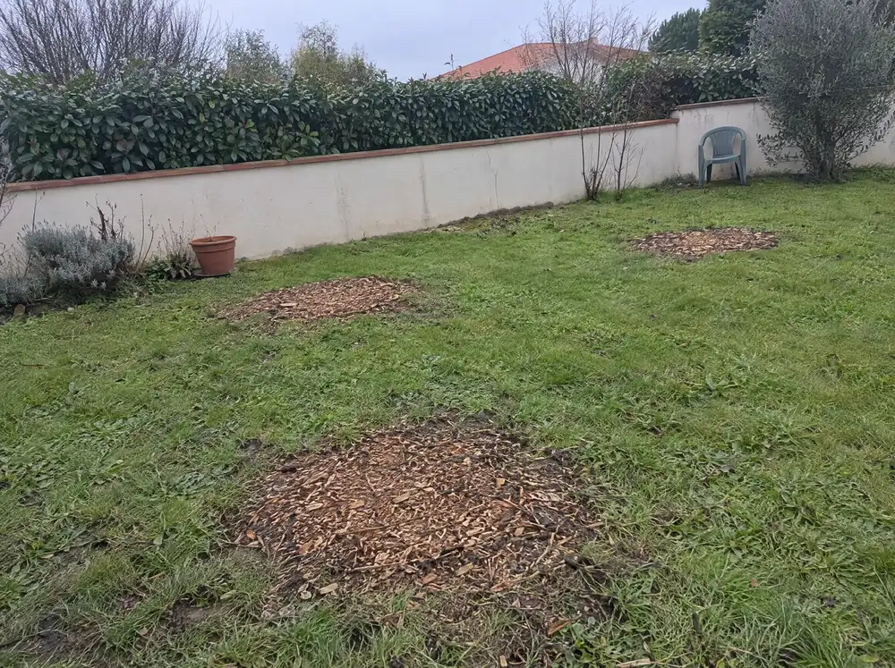 Après : souches rognées, copeaux à plat