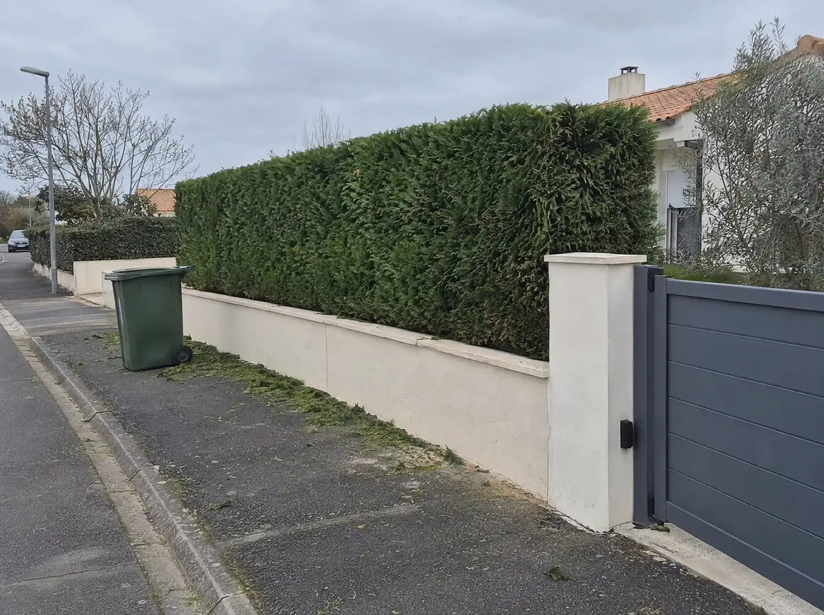 Après : haie taillée nette et droite