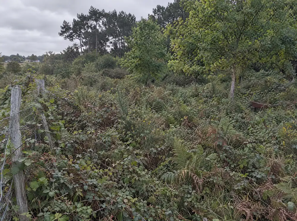 Avant : terrain envahi de ronces