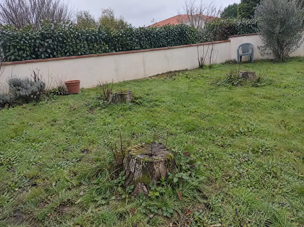 Avant : souches dans la pelouse